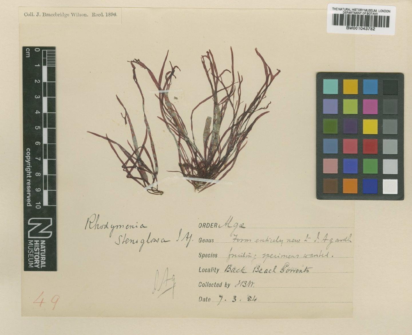 To NHMUK collection (Rhodymenia stenoglossa J.Agardh; TYPE; NHMUK:ecatalogue:2385683)