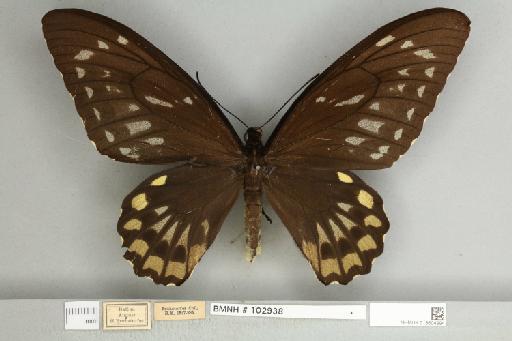 Ornithoptera croesus croesus Wallace, 1859 - 013604994__