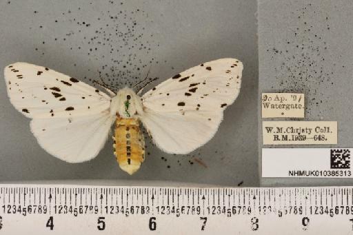 Spilosoma lubricipeda (Linnaeus, 1758) - NHMUK_010385313_508845