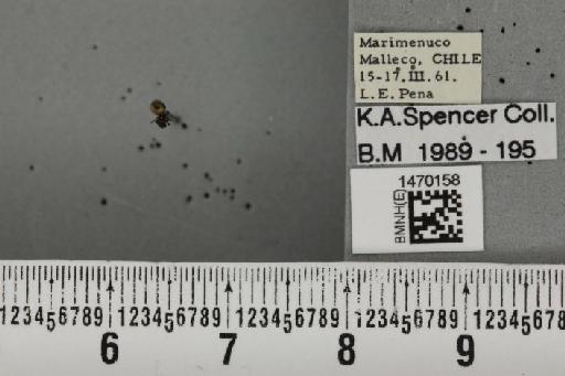 Melanagromyza angolae Malloch, 1934 - BMNHE_1470158_44709