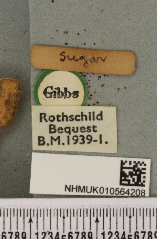 Cirrhia gilvago ab. suffusa Tutt, 1892 - NHMUK_010564208_a_label_621814