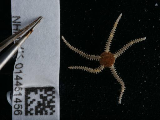 Amphipholis squamata (Delle Chiaje, 1828) - 014451456_02