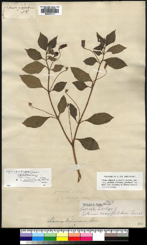 Solanum campylocladum Dunal - Spruce - BM000775171