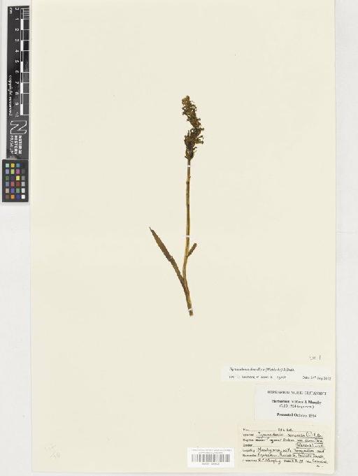Gymnadenia densiflora (Wahlenb.) A.Dietr. - BM001130302