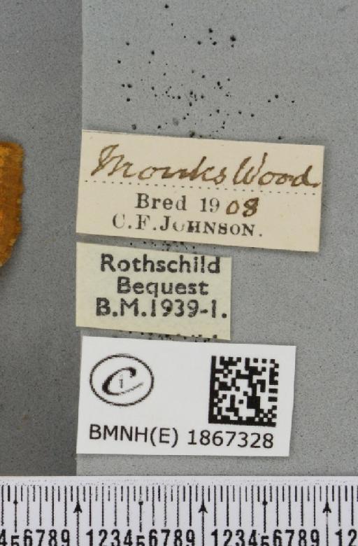 Angerona prunaria ab. pickettaria Prout, 1903 - BMNHE_1867328_label_431373