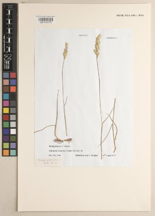 Elymus junceiformis (Á.Löve & D.Löve) Hand & Buttler - 015141773