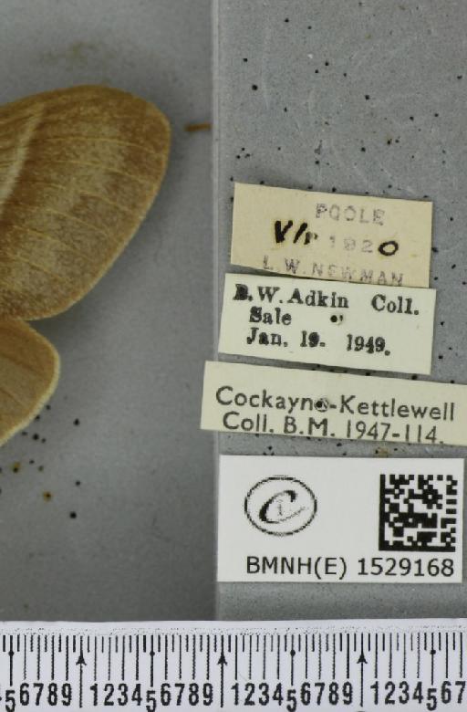 Macrothylacia rubi (Linnaeus, 1758) - BMNHE_1529168_label_196663