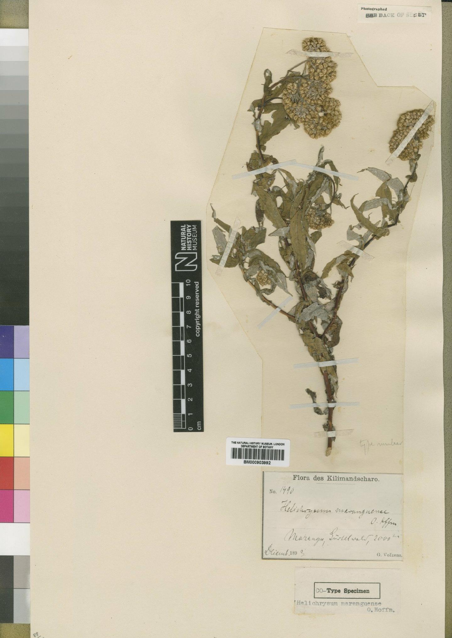 To NHMUK collection (Helichrysum maranguense O.Hoffm.; Type; NHMUK:ecatalogue:4529041)