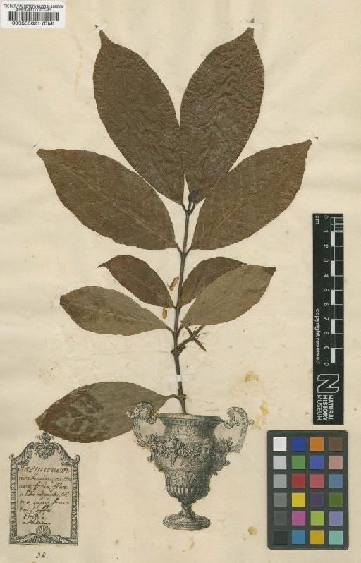 Coffea arabica L. - BM000558021