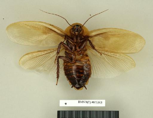 Blabera subspurcata Walker, 1868 - Blabera subspurcata Walker, F, 1868, male, paralectotype, ventral. Photographer: Edward Baker. BMNH(E)#876303