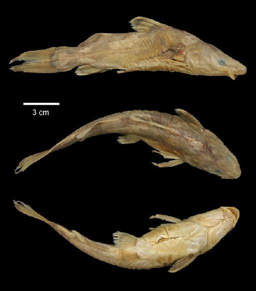 Liocassis baramensis Regan, 1906 - 1898.11.14.1; Liocassis baramensis; type; ACSI Project image