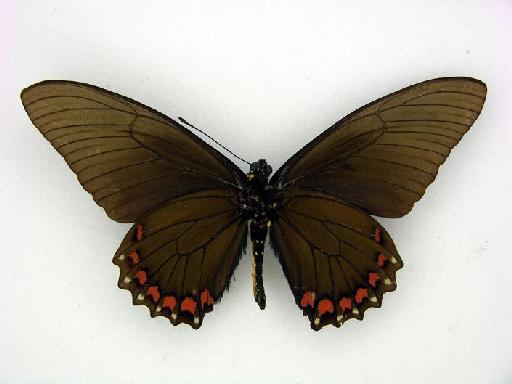 Papilio belus cochabamba Weeks, 1901 - BMNH TABDP 6734 Battus belus cochabamba Male ventral