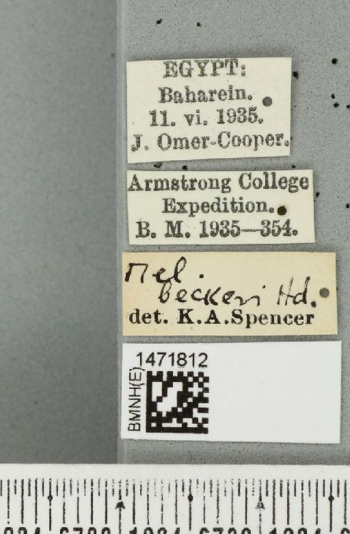 Ophiomyia beckeri (Hendel, 1923) - BMNHE_1471812_label_47027