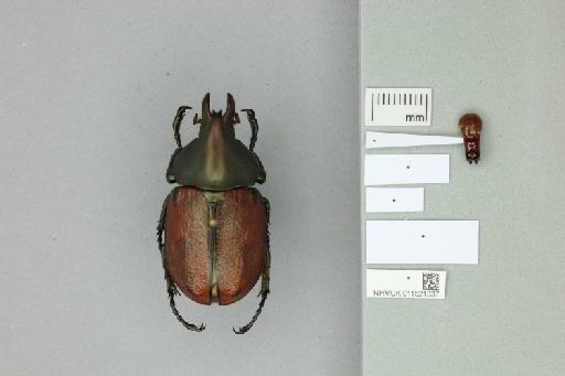 Agaocephala mannerheimi Laporte, 1832 - 011521337_Labels_Ventral