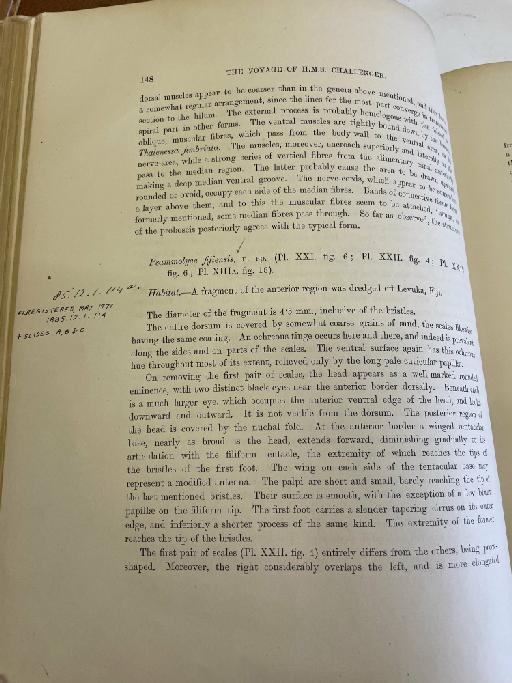 Polynoe mirabilis McIntosh,  1885 - Challenger Polychaete Scans of Book 83