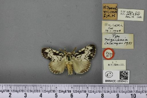 Lymantria monacha ab. nigrilinea Cockayne, 1951 - BMNHE_1559421_252117