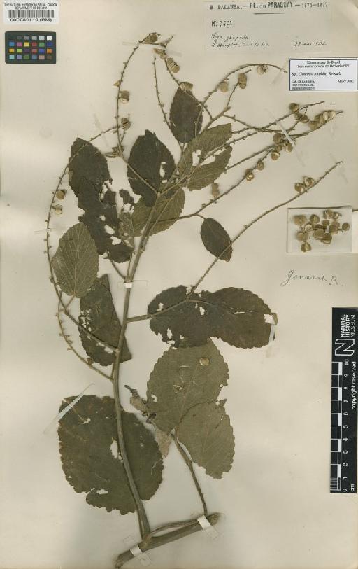 Gouania latifolia Reissek - BM000089119