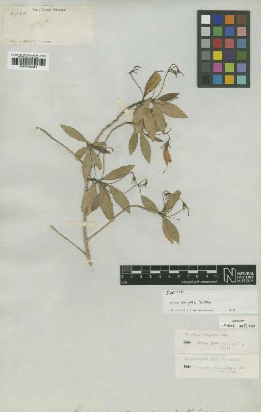 Gesneria wrightii Urb. - BM000992254