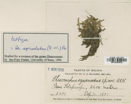 Rhacocarpus apiculatus (Renauld & Cardot) Paris - BM000960829