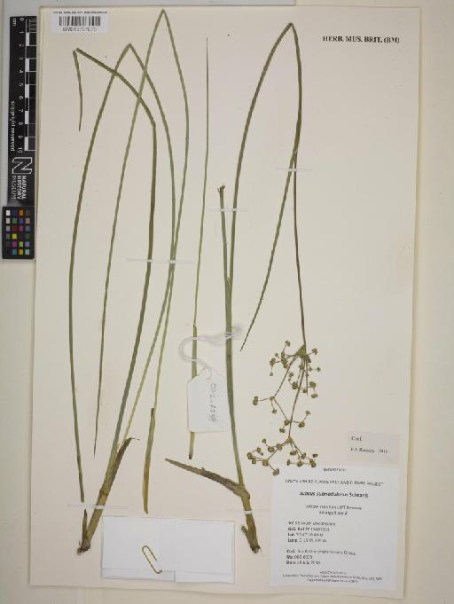 Juncus subnodulosus Schrank - BM013737070