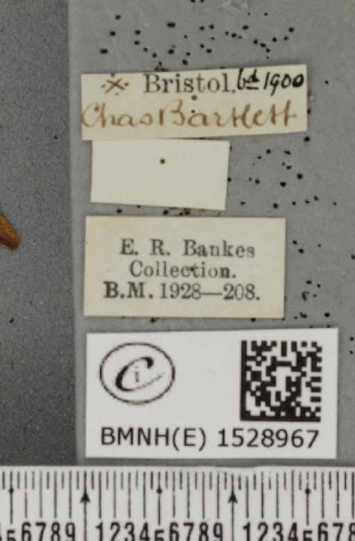 Sabra harpagula (Esper, 1786) - BMNHE_1528967_label_188614