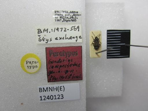 Gondarius inexpectatus Stys, 1972 - Gondorius inexpectatus-BMNH(E)1240123-Paratype male dorsal & labels