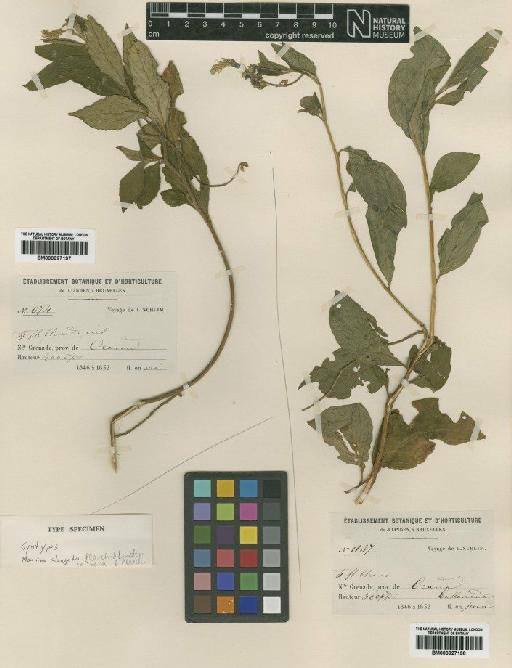 Monnina elongata Planch. & Linden ex Triana & Planch. - BM000927197