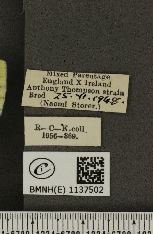 Pieris napi napi (Linnaeus, 1758) - BMNHE_1137502_label_90214