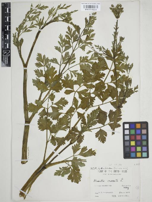 Oenanthe crocata L. - 015148238