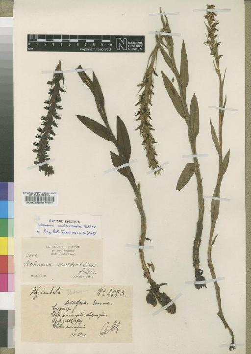 Habenaria xanthochlora Schltr. - BM000033599