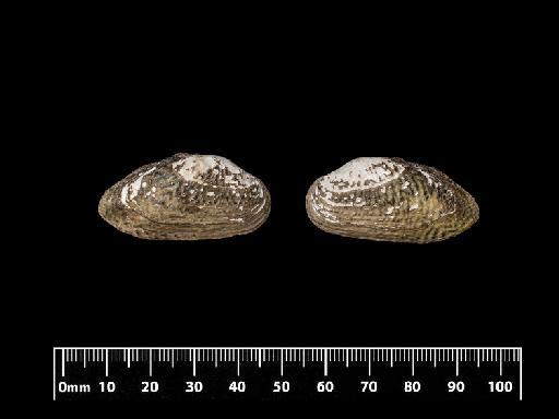 Unio pellislacerti subterclass Palaeoheterodonta Morelet, 1865 - 1893.2.4.1970, PARALECTOTYPE, Unio pellislacerti Morelet, 1865