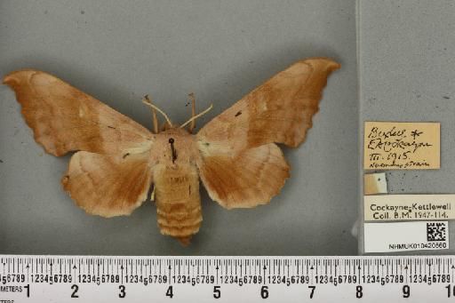 Laothoe populi ab. fuchsi Bartel, 1900 - NHMUK_010420560_526714