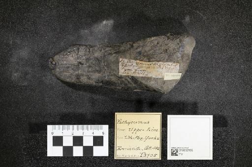 Pachycormus Agassiz, 1833 - 010032165_L010097527