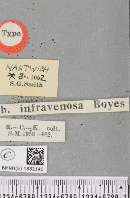 Selenia dentaria ab. infravenosa Boyes, 1954 - BMNHE_1882146_label_447893