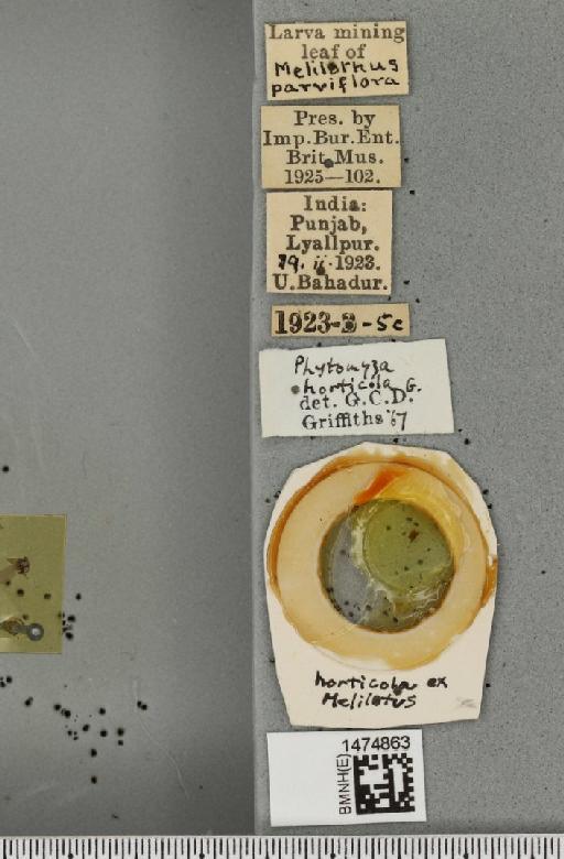 Chromatomyia horticola (Goureau, 1851) - BMNHE_1474863_label_48619