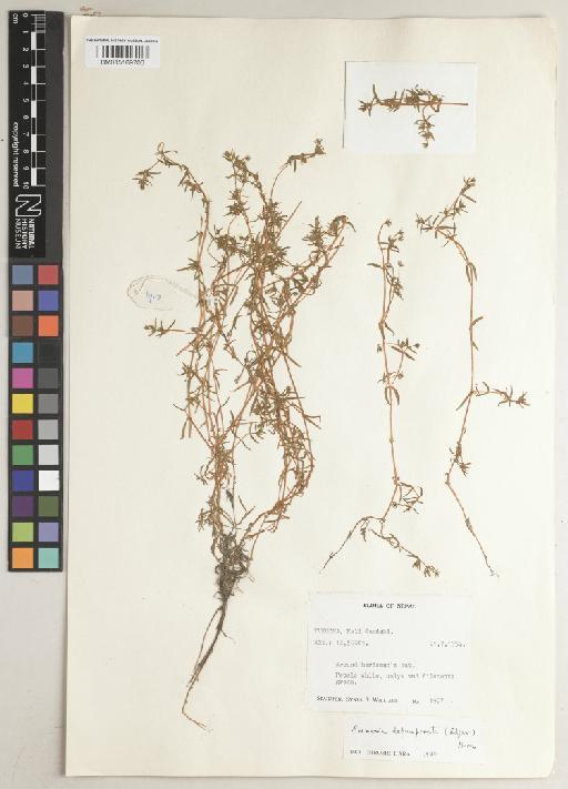 Arenaria tenella Duthie - BM015169706