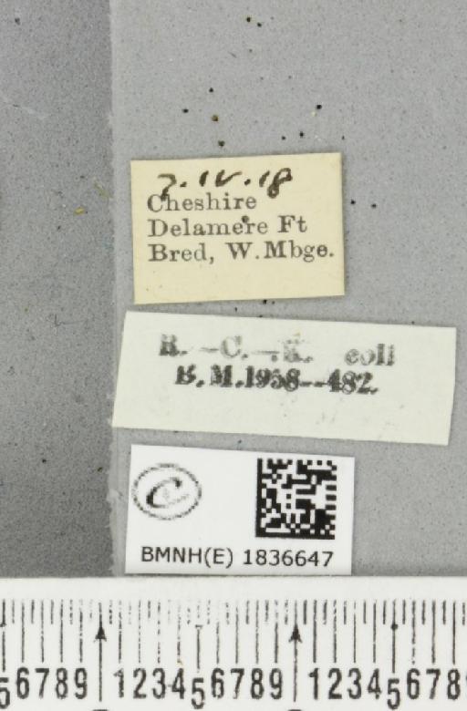 Trichopteryx carpinata ab. obscura Lempke, 1950 - BMNHE_1836647_label_409684