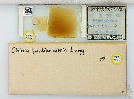 Chinius junlianensis Leng, 1987 - 010210144_811406_1329272_157894_Type