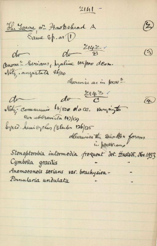 Tabellaria flocculosa (Roth) Kütz. - Diatom BM 0032932_BM 00329323_BM 0032934