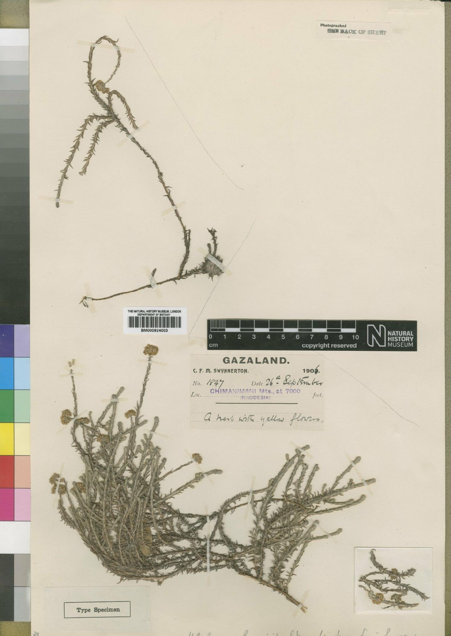 To NHMUK collection (Helichrysum moorei Staner; Type; NHMUK:ecatalogue:4529052)