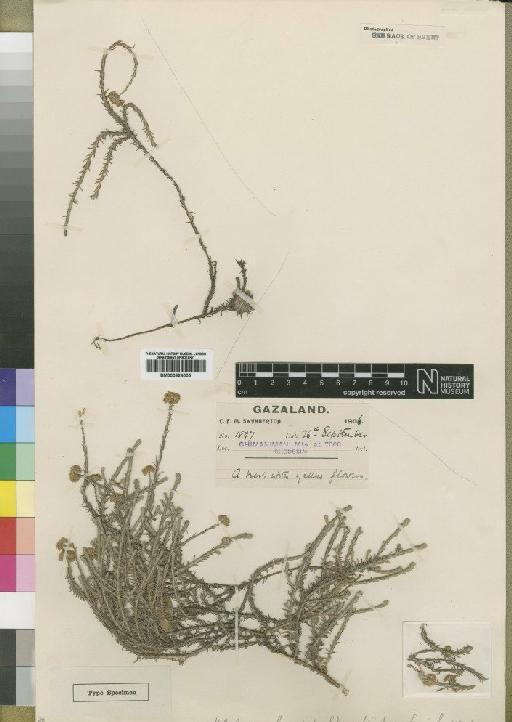 Helichrysum moorei Staner - BM000924003