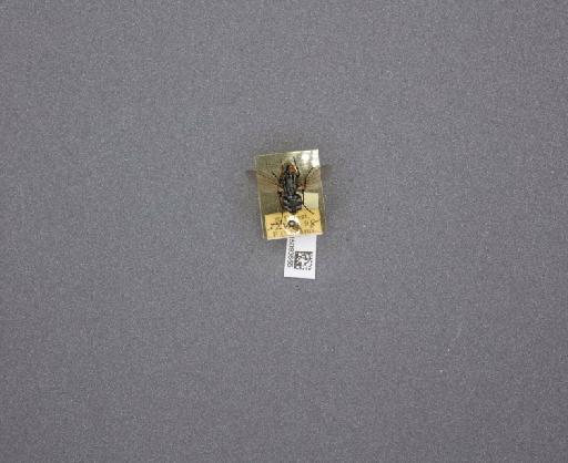 Sarcophaga (Thyrsocnema) incisilobata Pandelle, 1896 - 015093665_234564_1297059