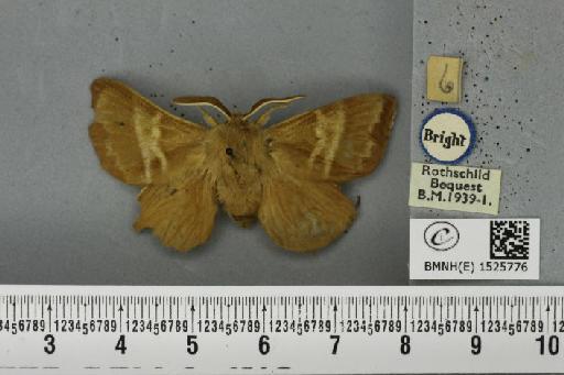 Macrothylacia rubi ab. ferruginea-dissimilis Tutt, 1902 - BMNHE_1525776_196447