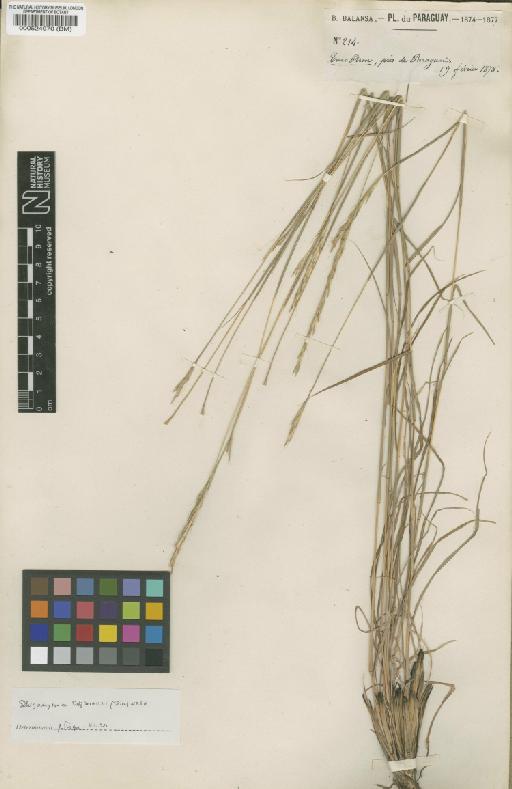 Schizachyrium salzmannii (Trin. ex Steud.) Nash - BM000524970