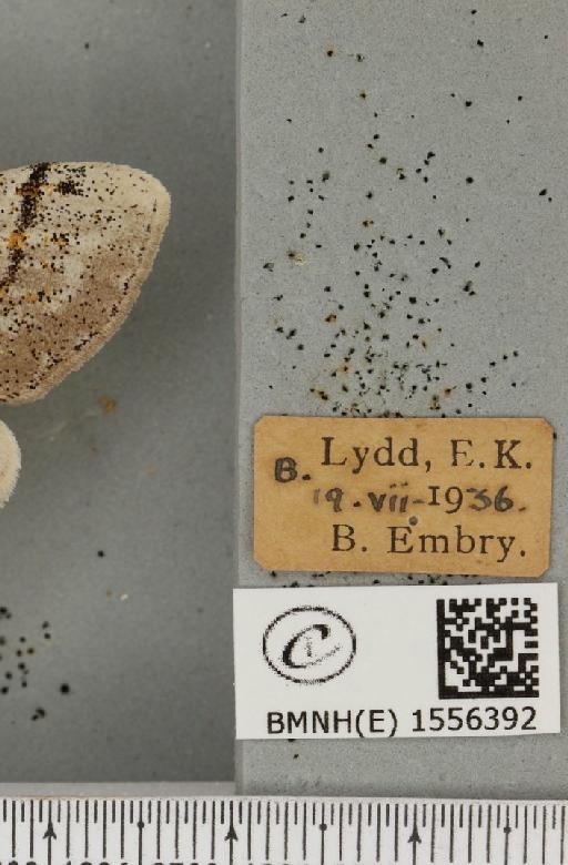 Dicallomera fascelina (Linnaeus, 1758) - BMNHE_1556392_label_256163