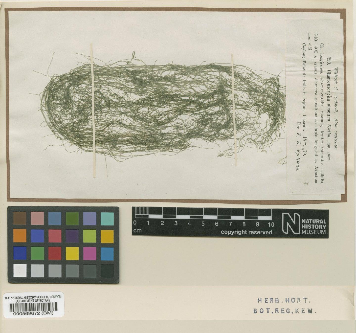 To NHMUK collection (Chaetomorpha obscura Kjellman; Type; NHMUK:ecatalogue:4830026)
