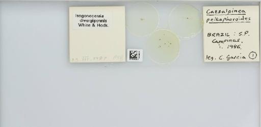 Isogonoceraia divergipennis White & Hodkinson, 1980 - 013482921_117198_1146273_157792_NonType_result