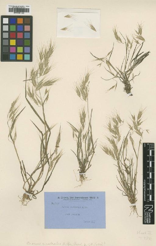 Bromus australis R.Br. - BM000991529