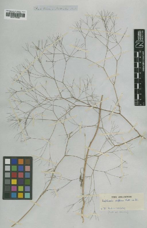 Spermolepis divaricata (Benth. & Hook.f. ex S.Watson) Raf. ex Ser. - BM001042884