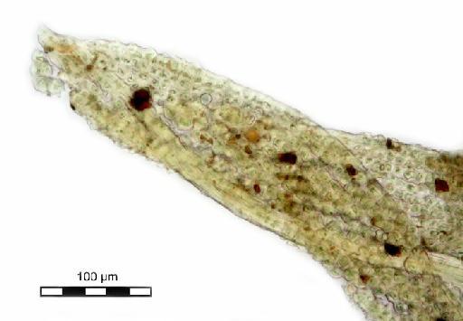 Syrrhopodon semperi Müll.Hal. - Syrrhopodon semperi_BM000675254tip3.jpg